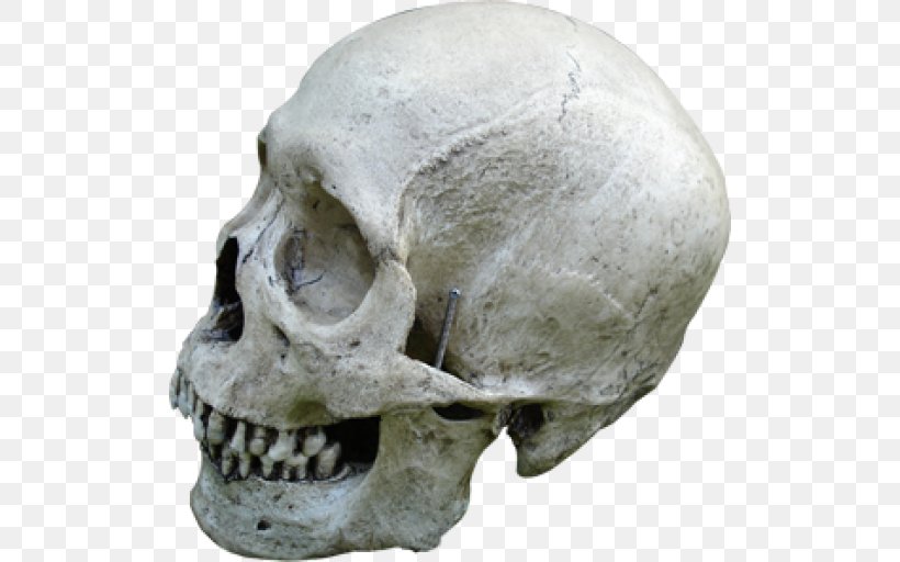 Human Skull Human Skeleton Bone, PNG, 512x512px, Skull, Bone, Chimpanzee, Head, Homo Download Free