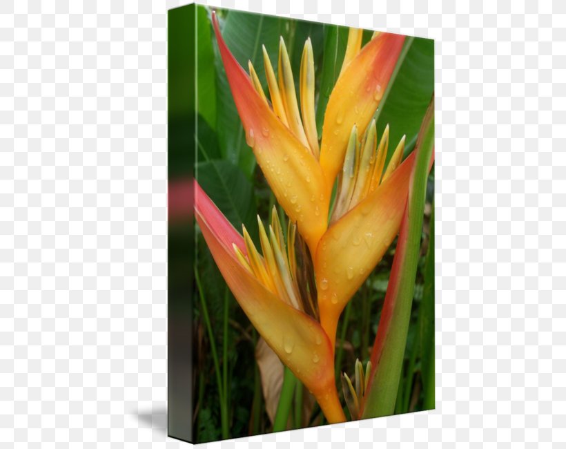 Imagekind Art Lobster-claws Tropical Rainforest Plant, PNG, 452x650px, Imagekind, Art, Canna Family, Canvas, Flora Download Free