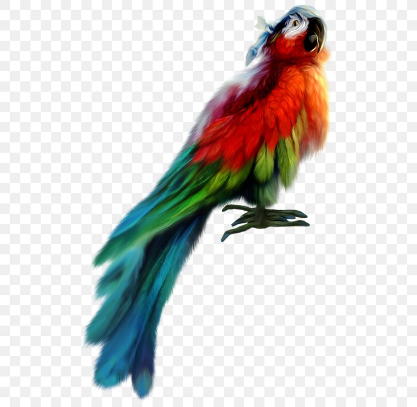 Parrot Bird Parakeet, PNG, 509x800px, Parrot, Beak, Bird, Common Pet Parakeet, Digital Image Download Free