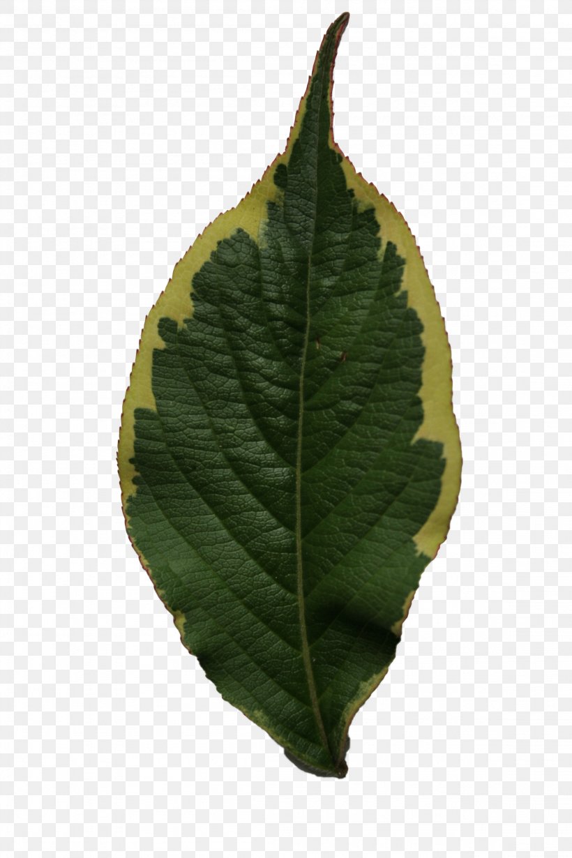 Plant Leaf Tree, PNG, 2304x3456px, Plant, Leaf, Tree Download Free