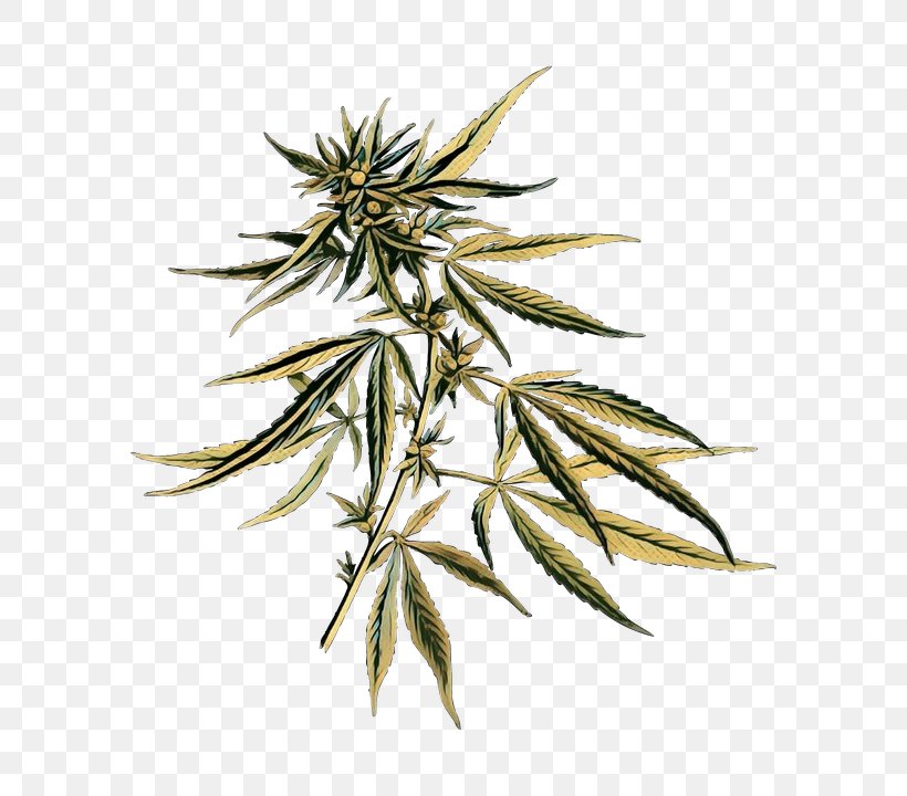 Cannabis Leaf Background, PNG, 700x720px, Cannabis Sativa, Bong, Cannabidiol, Cannabis, Cannabis Smoking Download Free