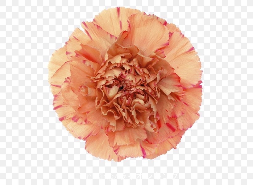 Carnation Cut Flowers China Pink Plant Stem, PNG, 600x600px, Carnation, China Pink, Color, Cut Flowers, Everlasting Flowers Download Free