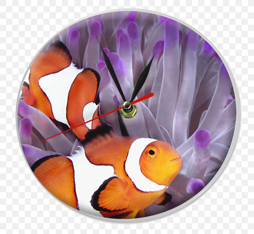 Clownfish Sea Anemone Red Sea Great Barrier Reef, PNG, 800x755px, Clownfish, Aquarium, Beak, Coral, Coral Reef Download Free