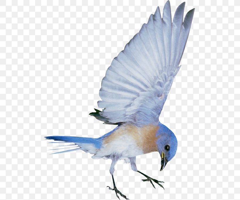 Hummingbird, PNG, 521x682px, Bird, Beak, Blue, Bluebird, Common Pet Parakeet Download Free