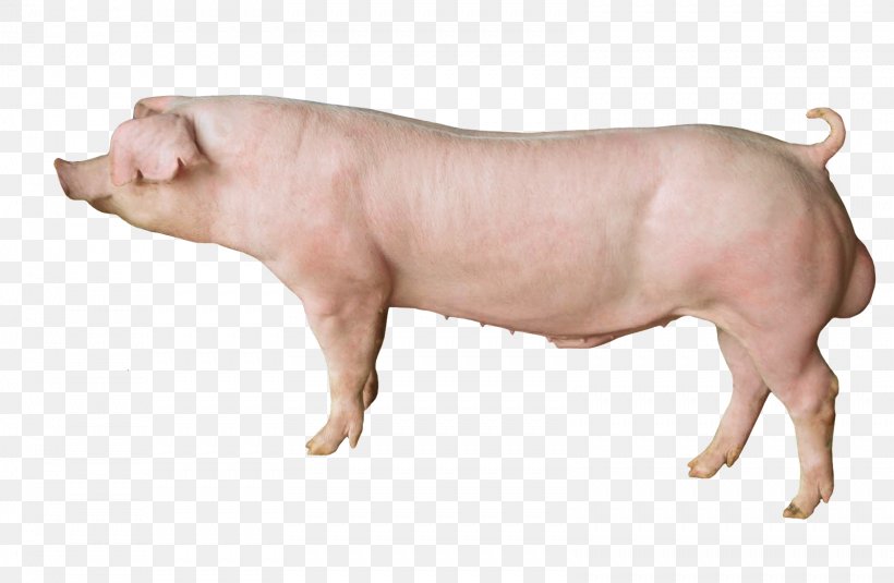 Domestic Pig Pig's Ear Snout, PNG, 1599x1045px, Domestic Pig, Ear, Livestock, Mammal, Pig Download Free