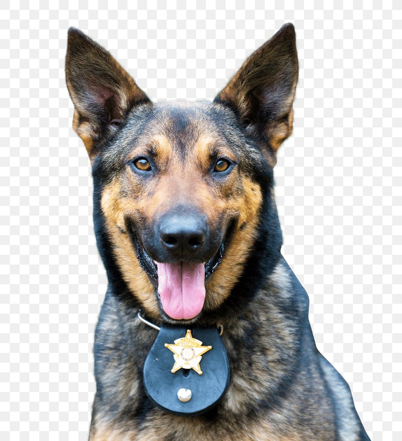 German Shepherd Police Dog Police Officer Veterinarian, PNG, 720x900px, German Shepherd, Dog, Dog Breed, Dog Daycare, Dog Like Mammal Download Free