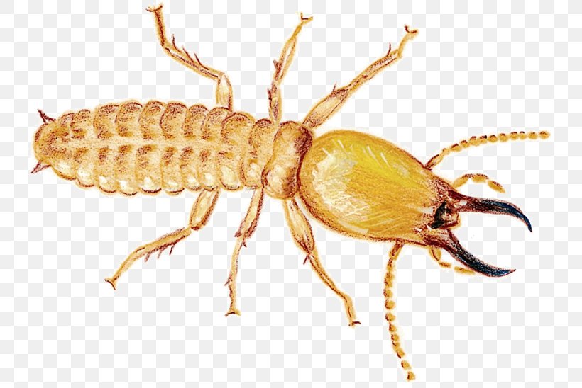 Mosquito Cockroach Termite Insect Rodent, PNG, 750x548px, Mosquito, Ant, Arthropod, Bed Bug, Cockroach Download Free