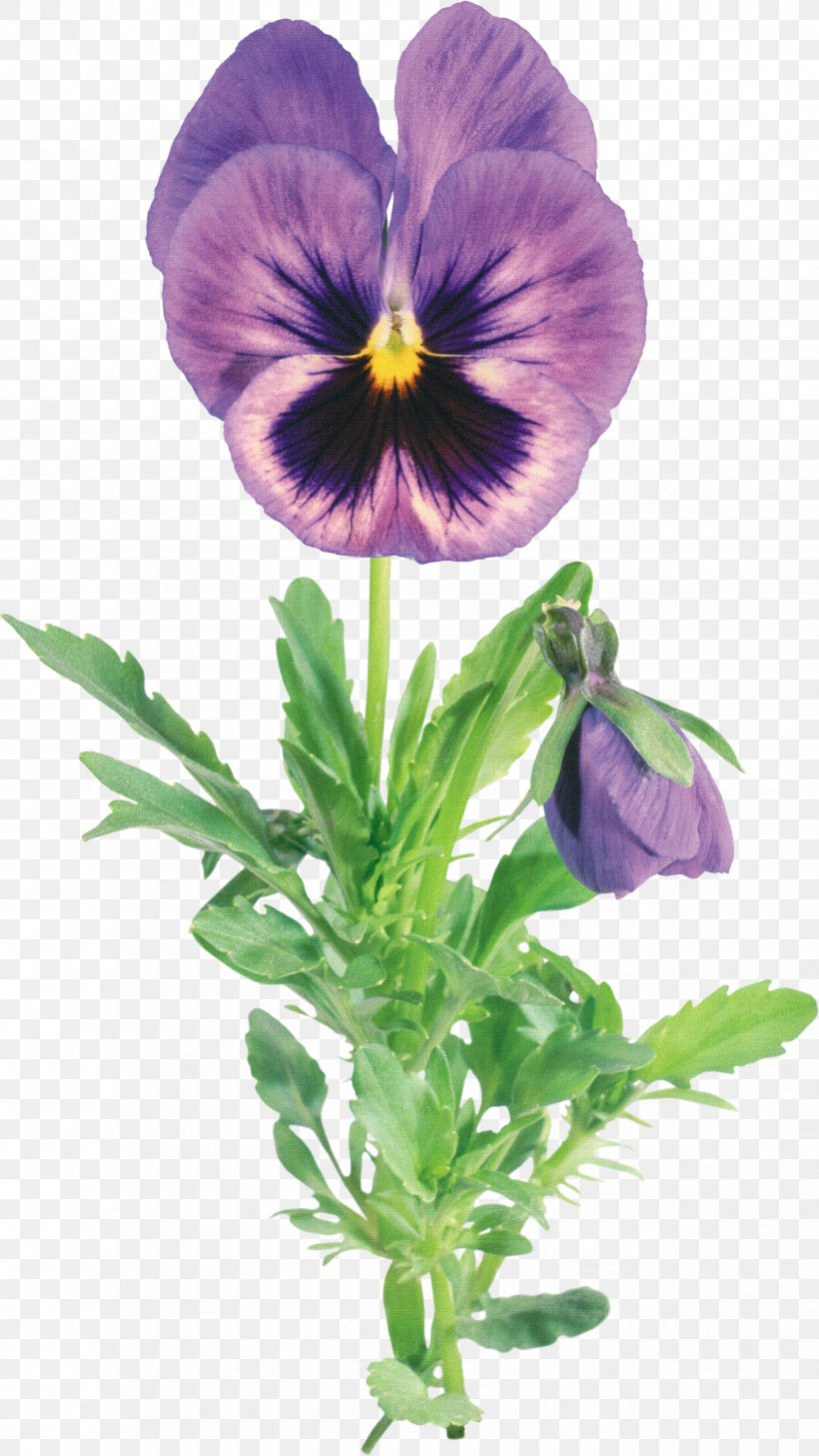 Viola Tricolor Picture Frame Clip Art, PNG, 1857x3300px, Viola Tricolor, Digital Image, Flower, Flowering Plant, Megabyte Download Free