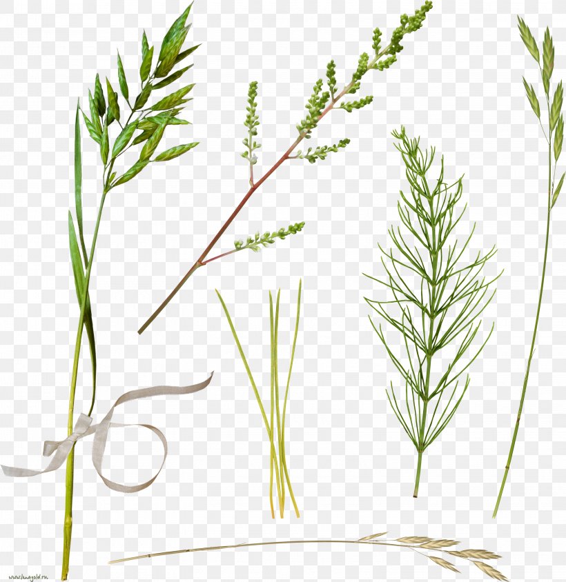 Clip Art, PNG, 3050x3140px, 2016, Herbaceous Plant, Branch, Chart, Commodity Download Free