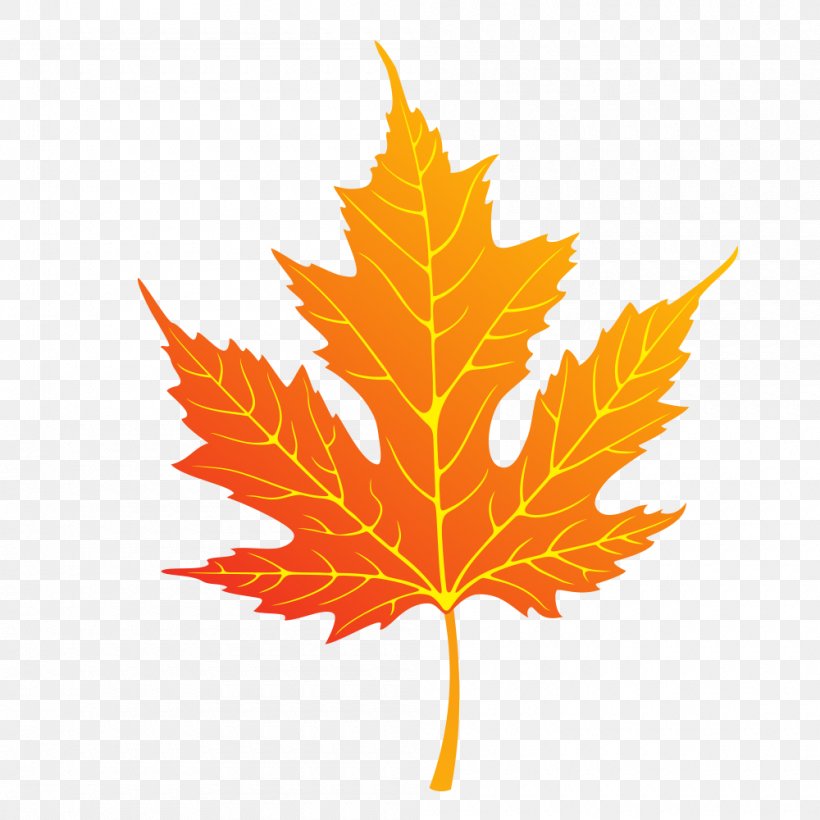 Maple Leaf Vector Graphics Clip Art Stock Illustration, PNG, 1000x1000px, Maple Leaf, Drawing, Flowering Plant, Istock, Leaf Download Free