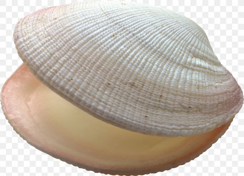 Seashell Conch Bivalvia Ocean, PNG, 1610x1161px, Seashell, Bivalvia, Clam, Clams Oysters Mussels And Scallops, Cockle Download Free