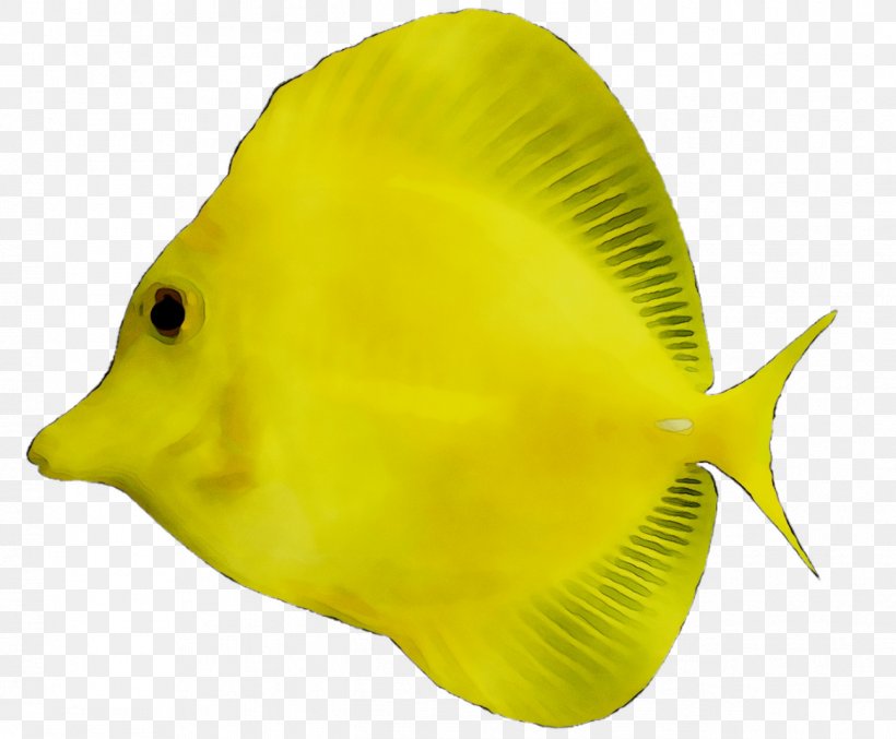 Yellow Tang Siamese Fighting Fish Freshwater Fish Aquarium, PNG, 1297x1071px, Yellow Tang, Animal, Aquarium, Bonyfish, Butterflyfish Download Free