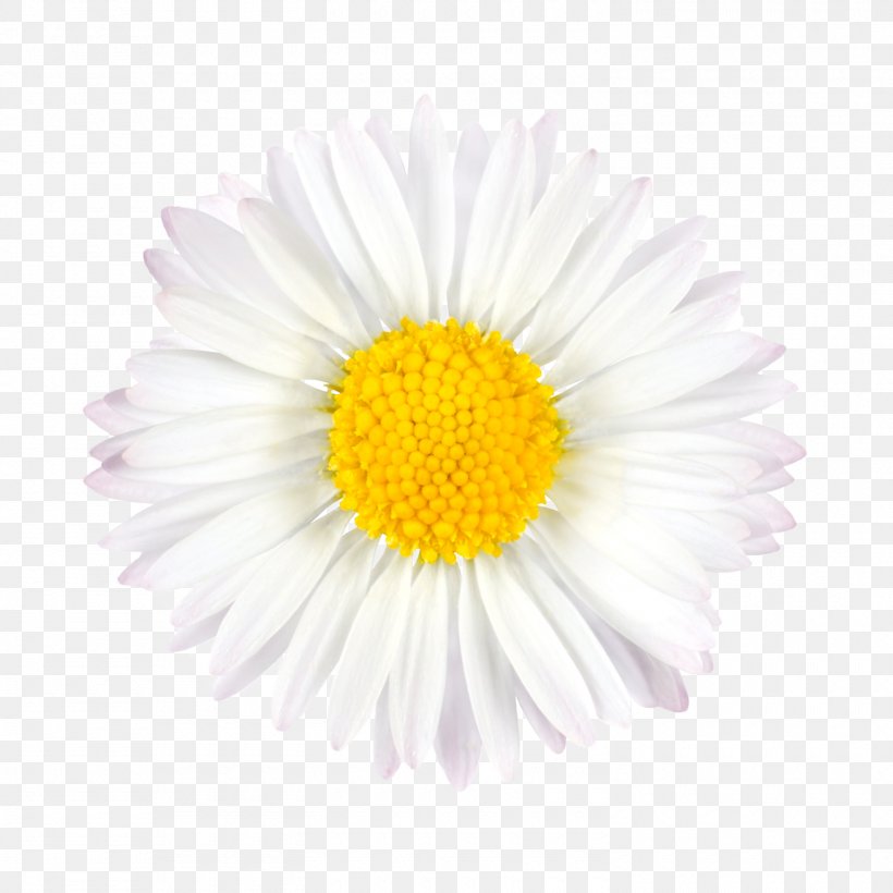 Flower Bouquet, PNG, 1500x1500px, Flower, Aster, Chrysanths, Daisy, Daisy Family Download Free