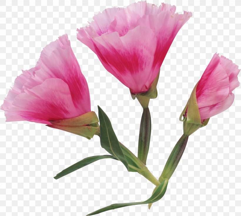 Peach Flowers, PNG, 2526x2261px, Flower, Bud, Cdr, Cut Flowers, Flower Bouquet Download Free