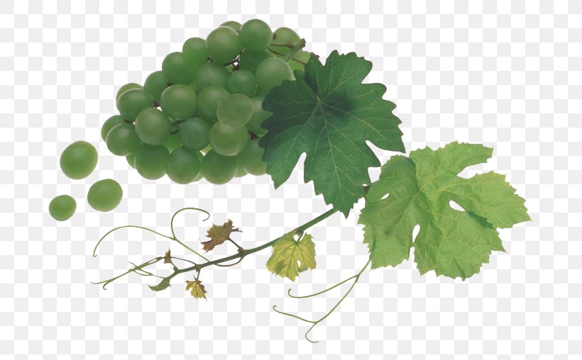 White Wine Grape Juice Bacelo, PNG, 760x508px, White Wine, Auglis, Bacelo, Depositfiles, Eating Download Free