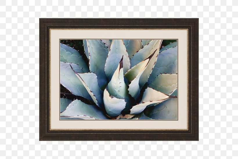 Agave Azul Leuchtenbergia Painting Succulent Plant, PNG, 550x550px, Agave Azul, Agave, Art, Artwork, Cactaceae Download Free