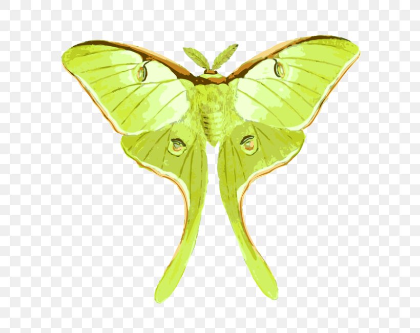 Butterfly Luna Moth Insect Drawing, PNG, 640x650px, Butterfly, Actias, Animal, Art, Arthropod Download Free