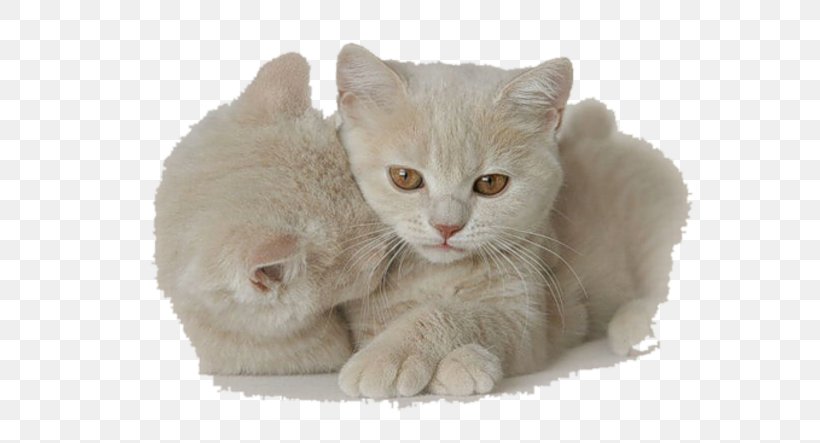 Kitten Cat Dog Animaatio, PNG, 604x443px, Kitten, Animaatio, Animal, British Semi Longhair, British Shorthair Download Free