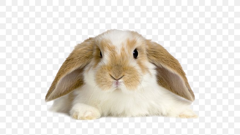 Lop Rabbit Desktop Wallpaper Domestic Rabbit Tan Rabbit, PNG, 653x463px, Lop Rabbit, Cuteness, Display Resolution, Domestic Rabbit, European Rabbit Download Free