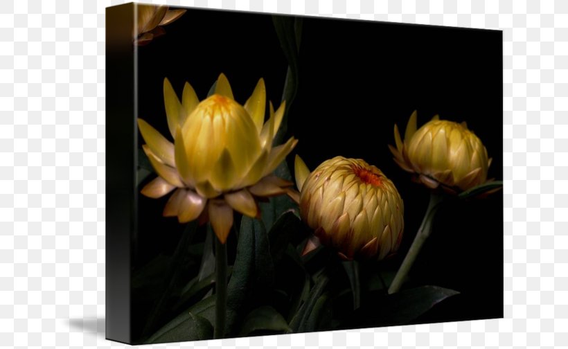 Still Life Photography Petal Gallery Wrap Yellow, PNG, 650x504px, Still Life Photography, Art, Bud, Canvas, Computer Download Free