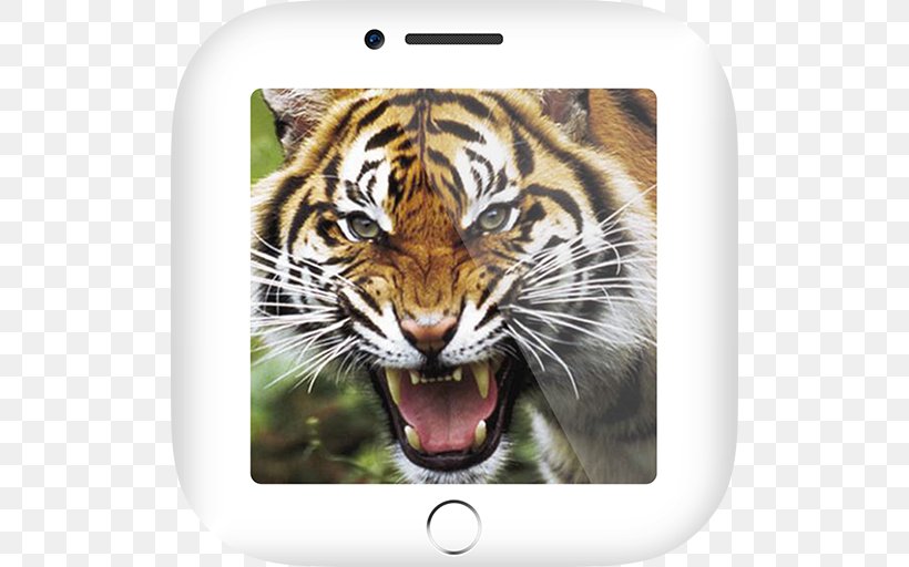 Tiger Amulet Takrut Animal Sounds Free App Store, PNG, 512x512px, Tiger, Amulet, Android, Animal, Animal Sounds Free Download Free