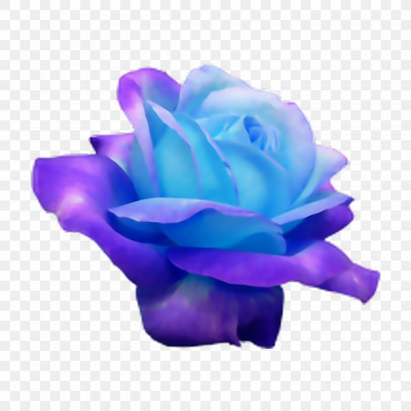 Blue Rose Flower Rosaceae, PNG, 2896x2896px, Rose, Blue, Blue Rose, Cobalt Blue, Color Download Free