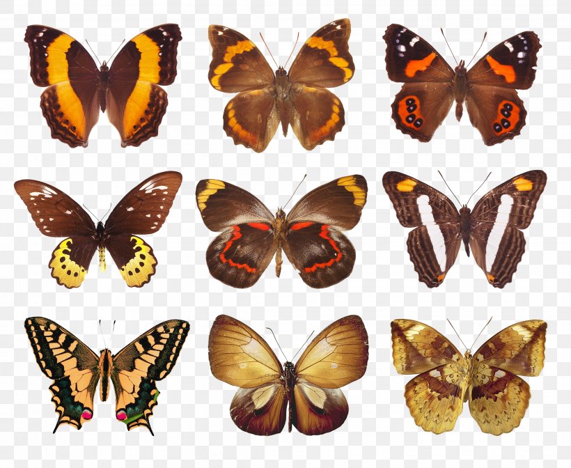 Butterfly Paper Clip Art, PNG, 2273x1864px, Butterfly, Arthropod, Brush Footed Butterfly, Butterflies And Moths, Decoupage Download Free