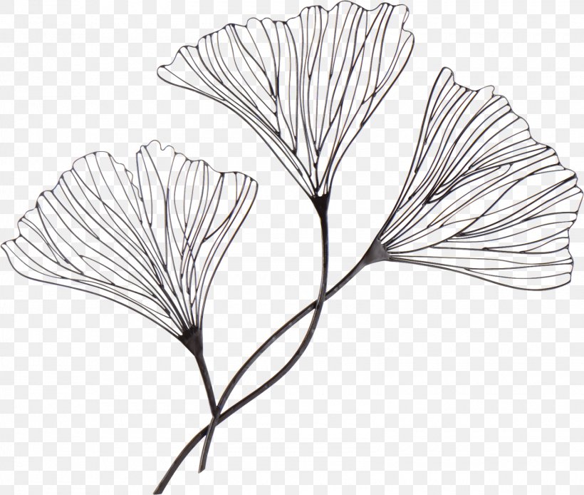 Drawing Wire Ginkgo Biloba Art, PNG, 1600x1355px, Drawing, Art, Artwork, Black And White, Branch Download Free