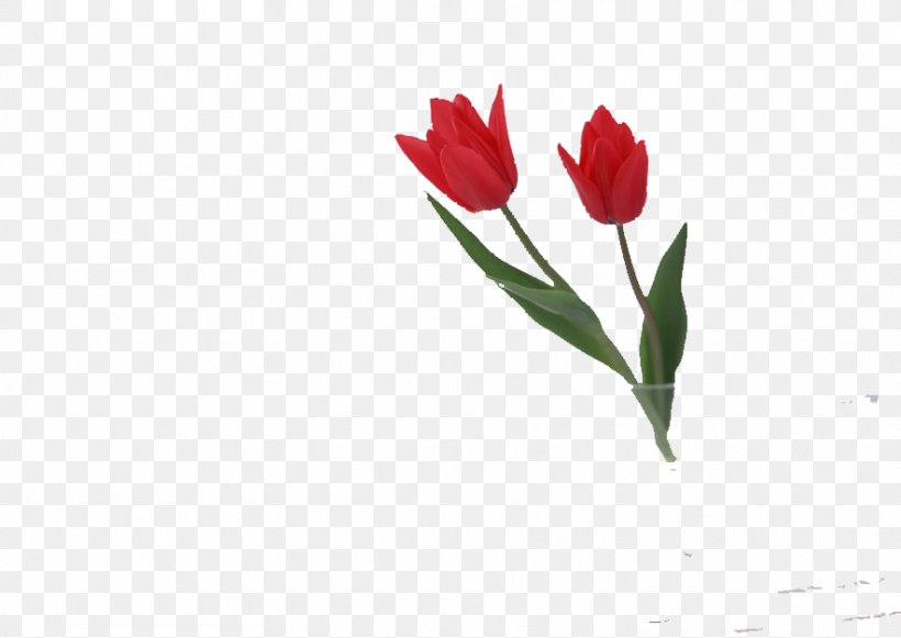 Flower Rose Tulip Vase Wallpaper, PNG, 885x628px, Flower, Cut Flowers, Floral Design, Floristry, Flower Bouquet Download Free