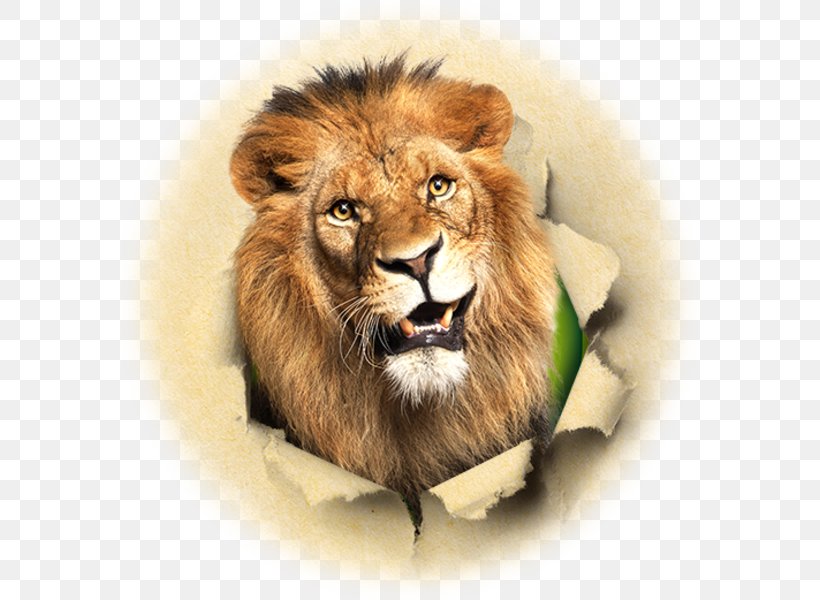 Herberstein Zoo East African Lion Sticker Roar, PNG, 576x600px, East African Lion, Being, Big Cats, Carnivoran, Cat Like Mammal Download Free