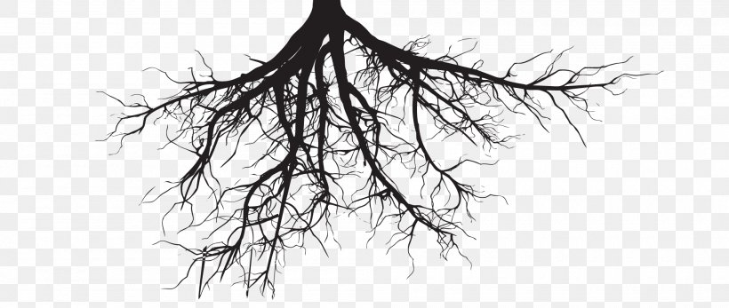 Root Silhouette Tree Royalty-free, PNG, 2000x848px, Root, Artwork, Black And White, Branch, Drawing Download Free