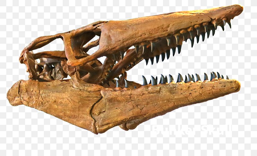 Triceratops Tylosaurus Late Cretaceous Skull Edmontosaurus, PNG, 800x500px, Triceratops, Brachiosaurus, Camarasaurus, Cretaceous, Diplodocus Download Free