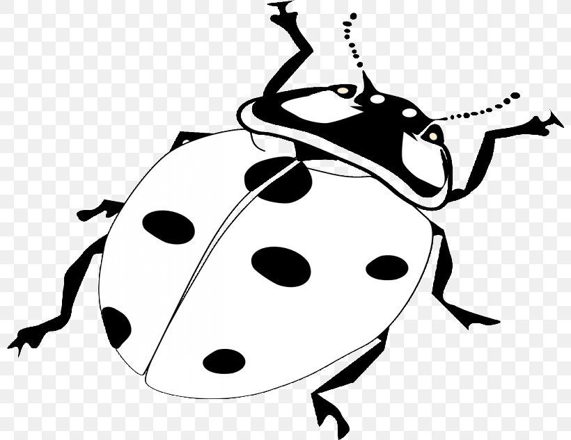 Ladybird Beetle Coloring Book Clip Art Drawing, PNG, 800x633px, Beetle, Adult, Animal, Artwork, Black And White Download Free