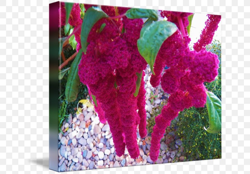 Petal Pink M Flowerpot Leaf RTV Pink, PNG, 650x570px, Petal, Flora, Flower, Flowering Plant, Flowerpot Download Free