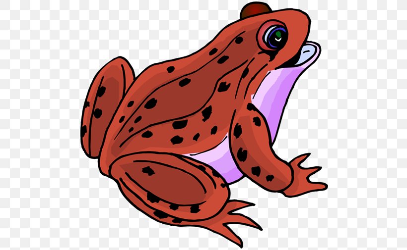 True Frog Clip Art Amphibians Image, PNG, 505x505px, Frog, Amphibian, Amphibians, Artwork, Australian Green Tree Frog Download Free