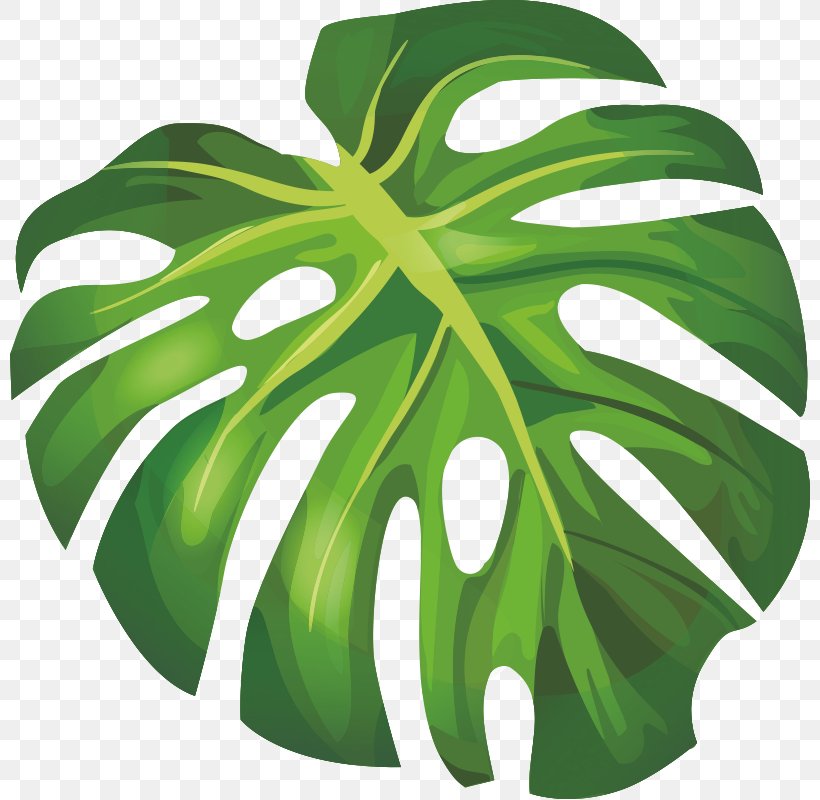 Banana Leaf Arecaceae, PNG, 800x800px, Banana Leaf, Arecaceae, Banana, Drawing, Green Download Free