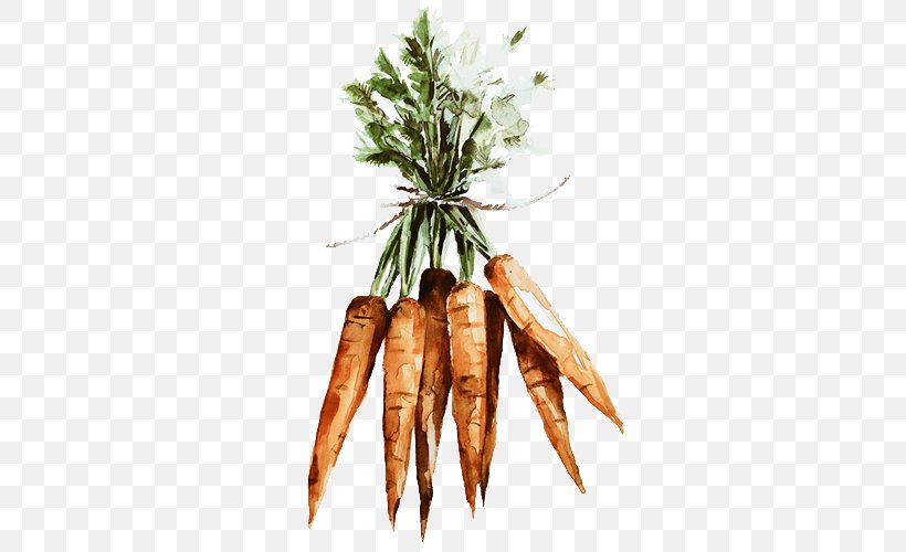 Carrot Vegetable Illustration, PNG, 500x500px, Carrot, Carrot Creative, Daucus Carota, Drawing, Food Download Free