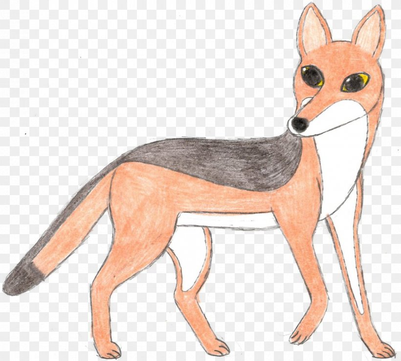 Red Fox Black-backed Jackal Dog Canidae, PNG, 900x813px, Red Fox, Animal, Blackbacked Jackal, Canidae, Canis Download Free
