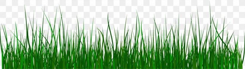 Green Grass Clip Art, PNG, 2000x565px, Green, Chrysopogon Zizanioides, Computer, Grass, Grass Family Download Free