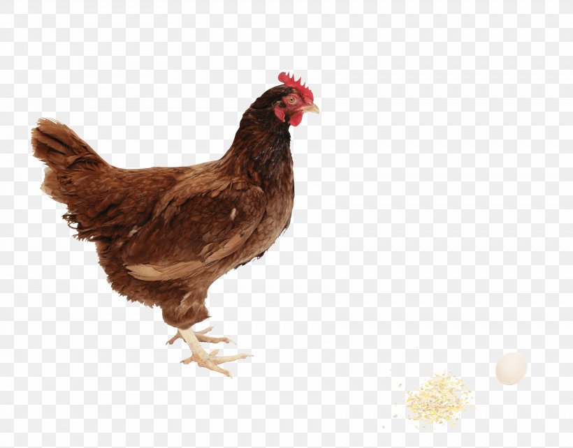 Solid White Egg, PNG, 3567x2796px, Chicken, Beak, Bird, Chicken Meat, Display Resolution Download Free