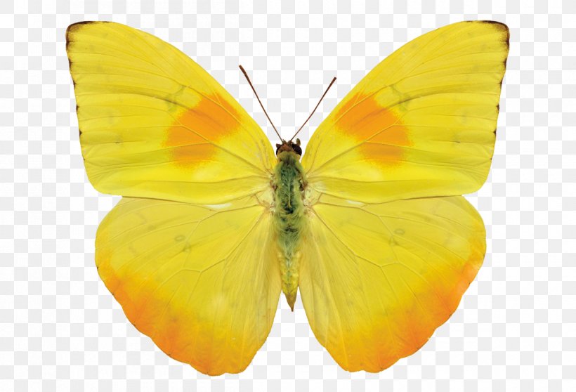 Butterfly Gossamer-winged Butterflies Stock Photography Royalty-free, PNG, 1200x818px, Butterfly, Arthropod, Brush Footed Butterfly, Colias, Getty Images Download Free