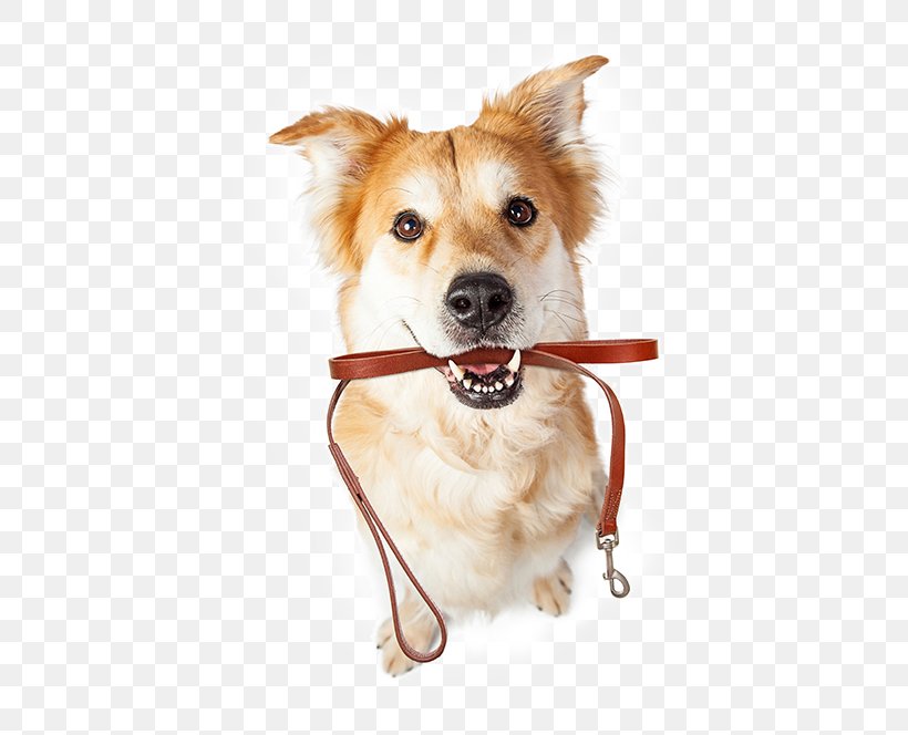 Labrador Retriever Cat Pet Sitting Puppy Leash, PNG, 482x664px, Labrador Retriever, Carnivoran, Cat, Collar, Companion Dog Download Free