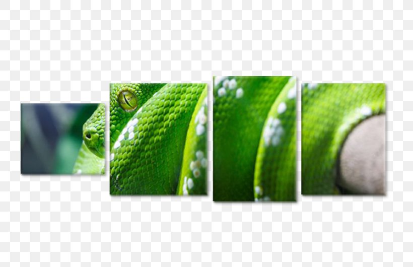 Close-up, PNG, 750x530px, Closeup, Grass, Green, Plant Download Free