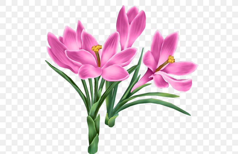 Flowers Background, PNG, 550x529px, Tulip, Botany, Crocus, Cut Flowers, Diary Download Free