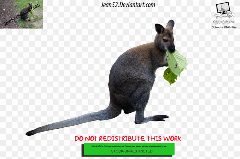 Kangaroo Wallaby Reserve Art, PNG, 1024x682px, Kangaroo, Art, Artist, Community, Deviantart Download Free