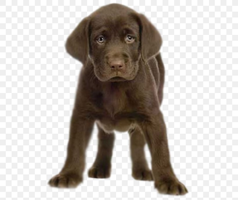 Labrador Retriever Golden Retriever Puppy Kitten, PNG, 500x688px, Labrador Retriever, American Kennel Club, Animal, Borador, Breed Download Free