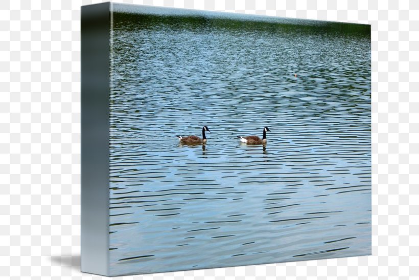Duck Goose Water Picture Frames, PNG, 650x547px, Duck, Bird, Ducks Geese And Swans, Fauna, Goose Download Free