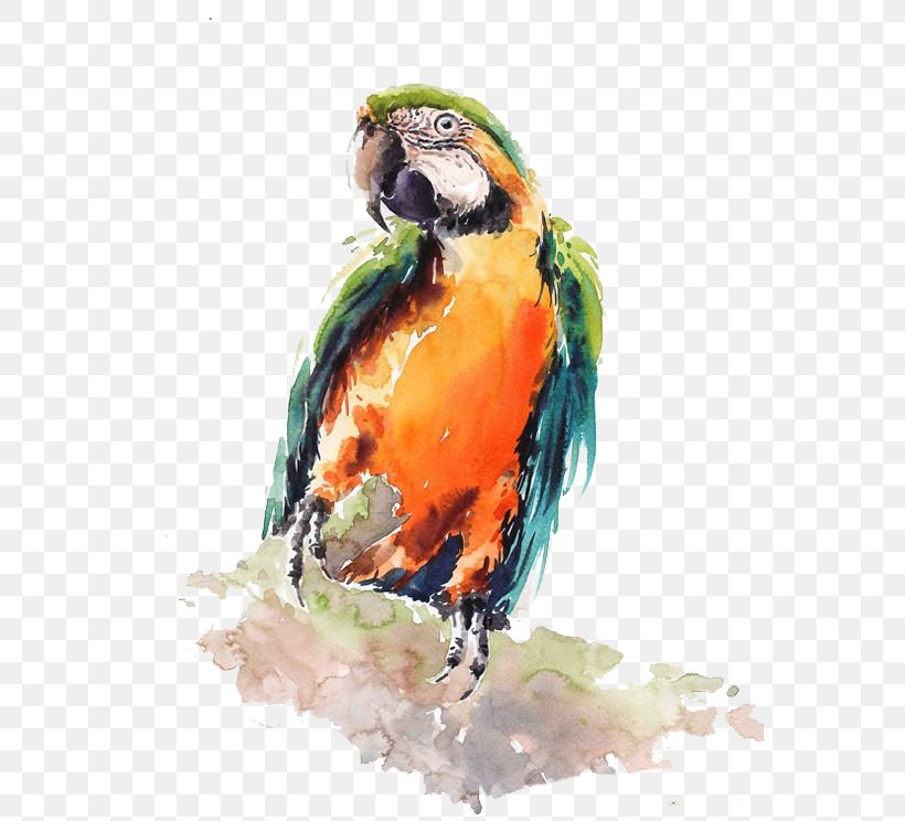 Bird Parrot Watercolor Painting Drawing, PNG, 564x744px, Bird, Art, Artist, Beak, Color Download Free