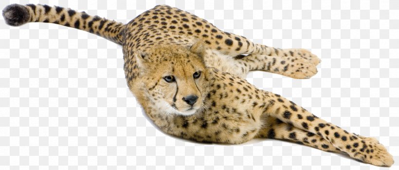 Cheetah Big Cat Terrestrial Animal Snout, PNG, 1795x765px, Cheetah, Animal, Animal Figure, Big Cat, Big Cats Download Free