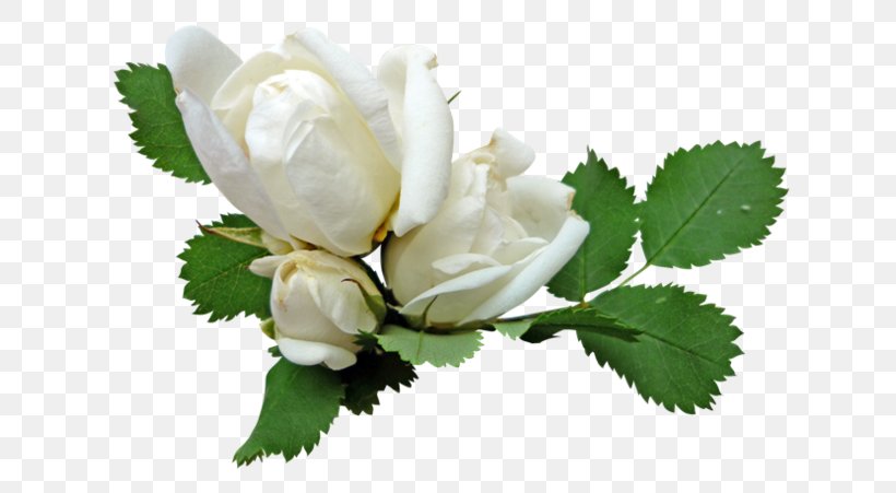 Flower Garden Roses White Clip Art, PNG, 640x451px, Flower, Beach Rose, Bud, Cut Flowers, Flowering Plant Download Free